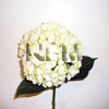 hydrangea white wedding flowers